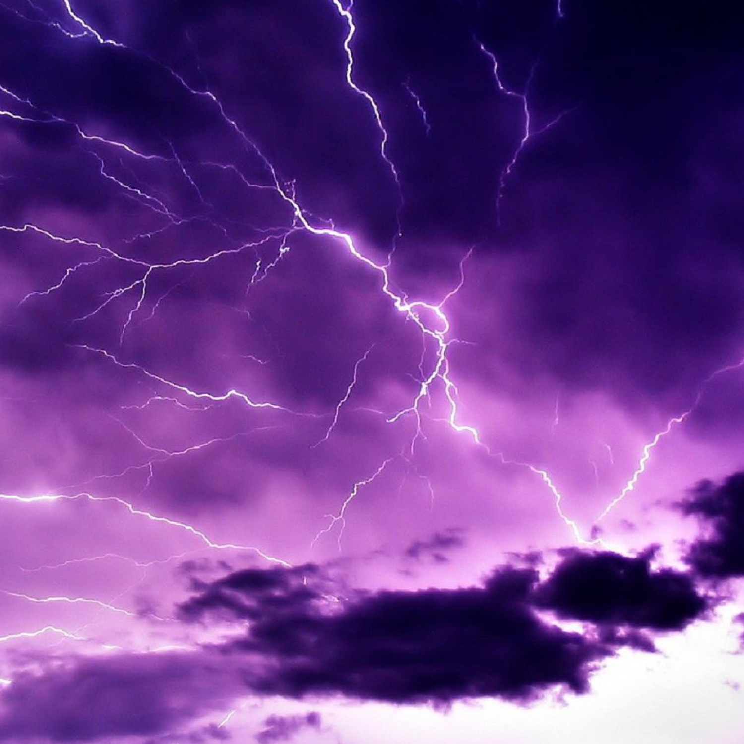 Purple Belt - Storm